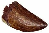 Serrated, Carcharodontosaurus Tooth - Real Dinosaur Tooth #341268-1